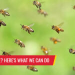 Have a bee issue? Here's what we can do - Pest control services in South Florida by Petri Pest Control