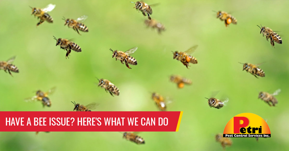Have A Bee Issue? Here’s What We Can Do by Petri Pest Control in South Florida