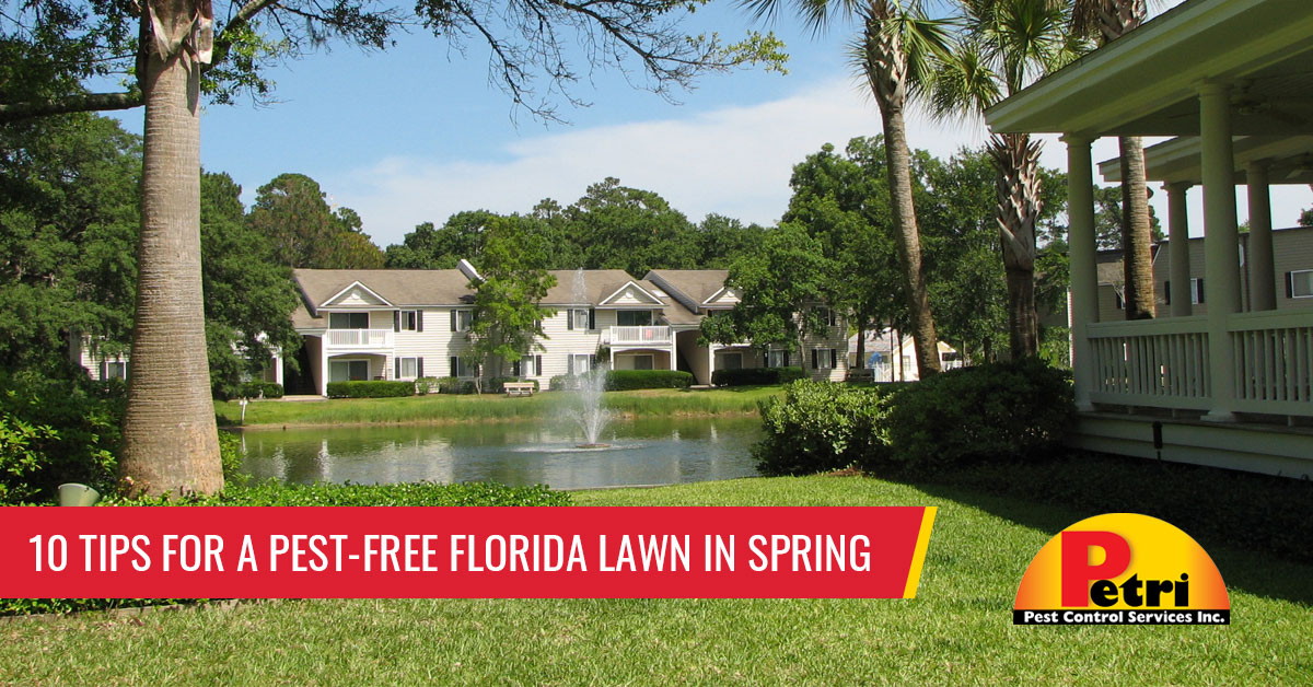 10 Tips For A Pest-Free Florida Lawn In Spring by Petri Pest Control in South Florida
