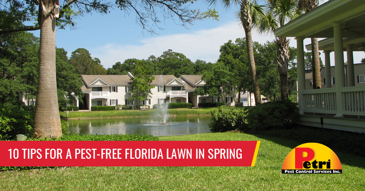 10 tips for a pest-free Florida lawn in spring - Pest control services in South Florida by Petri Pest Control