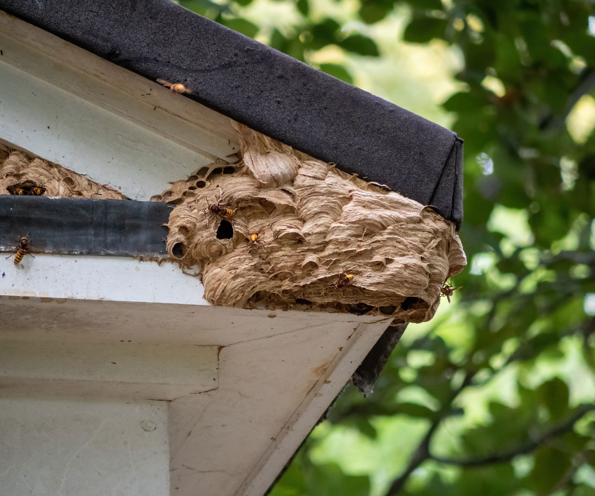 Hornet, bee and wasp control services by Petri Pest Control in South Florida