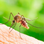 Mosquito Pest Control in South Florida by Petri Pest Control