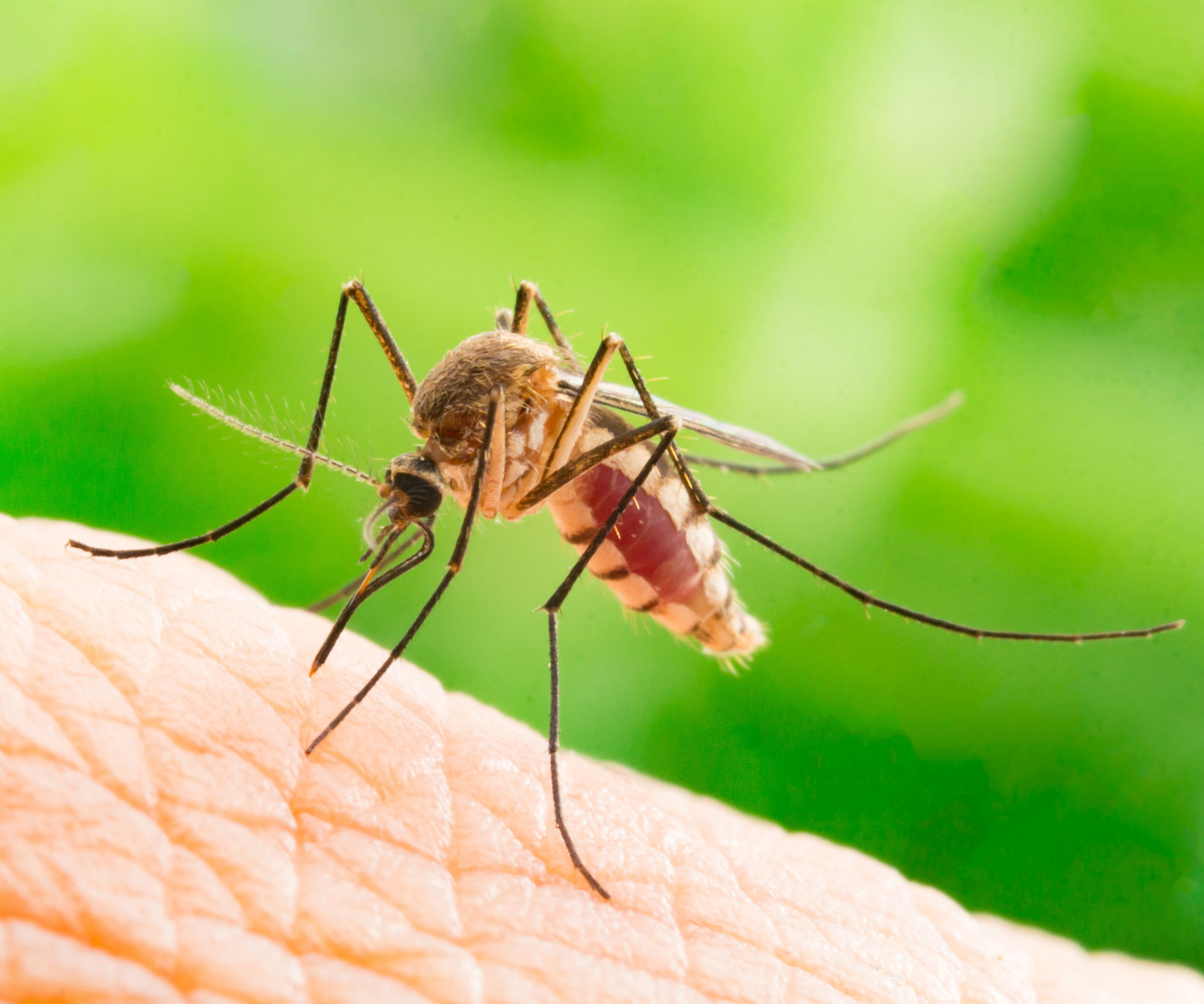 Everything You Need To Know About Mosquitoes In South Florida by Petri Pest Control in South Florida