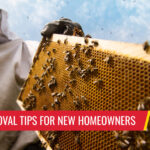 Best bee removal tips for new homeowners