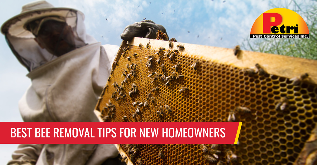 Best bee removal tips for new homeowners