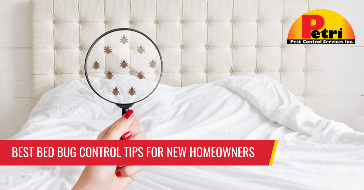 Best Bed Bug Control Tips For New Homeowners by Petri Pest Control in South Florida