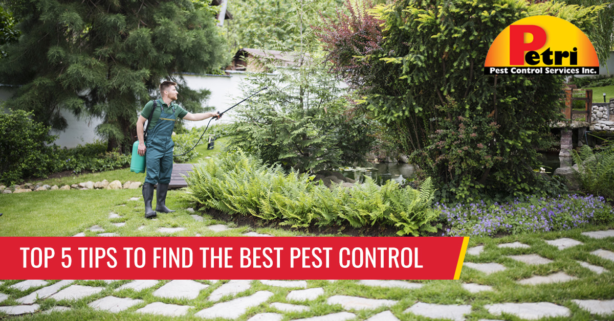 Top 5 Tips To Find The Best Pest Control by Petri Pest Control in South Florida