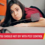 5 reasons why you should not DIY with pest control - Pest control services in South Florida by Petri Pest Control