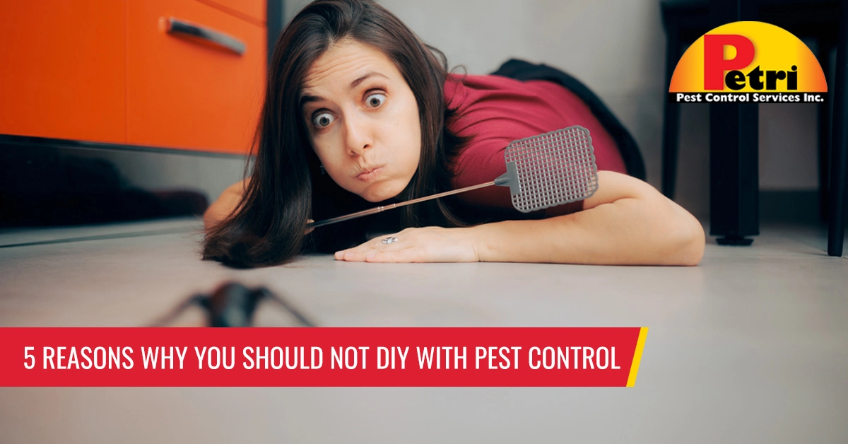 5 reasons why you should not DIY with pest control - Pest control services in South Florida by Petri Pest Control