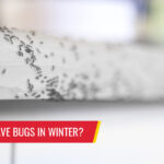 Does Florida have bugs in winter? - Pest control services in South Florida by Petri Pest Control