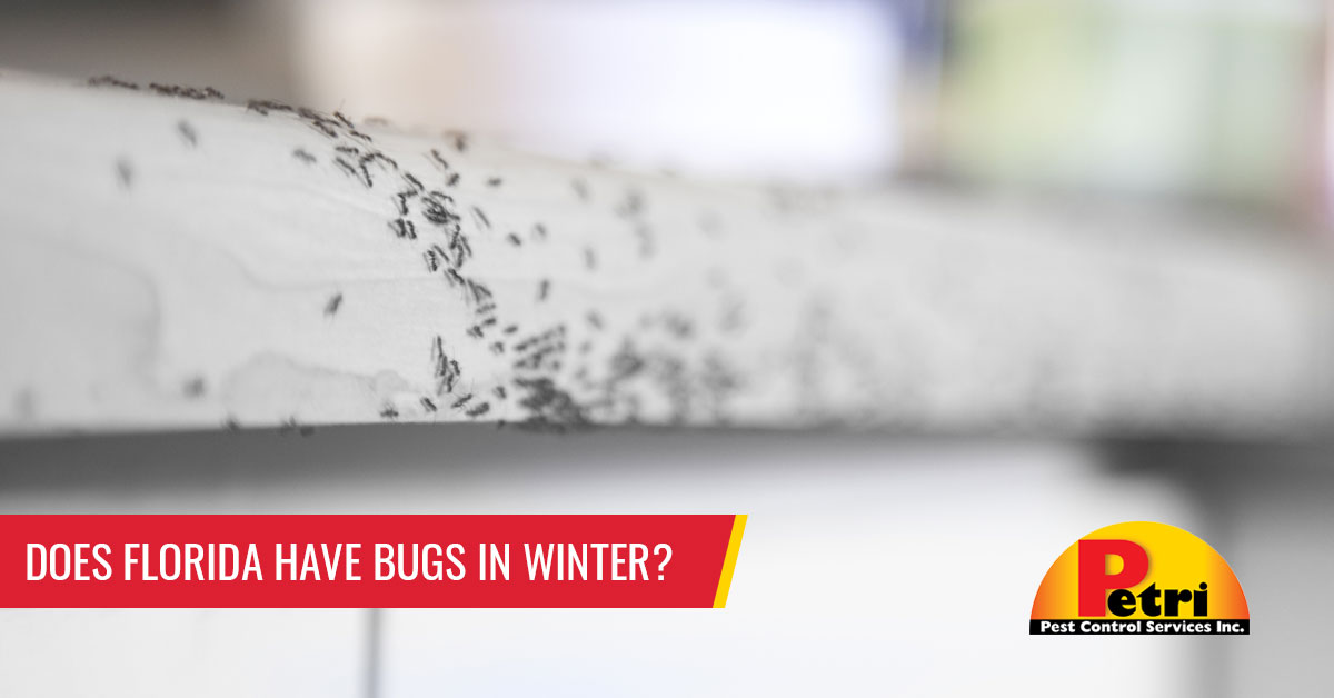 Does Florida Have Bugs In Winter? by Petri Pest Control in South Florida