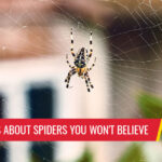Creepy facts about spiders you won't believe - Pest control services in South Florida by Petri Pest Control