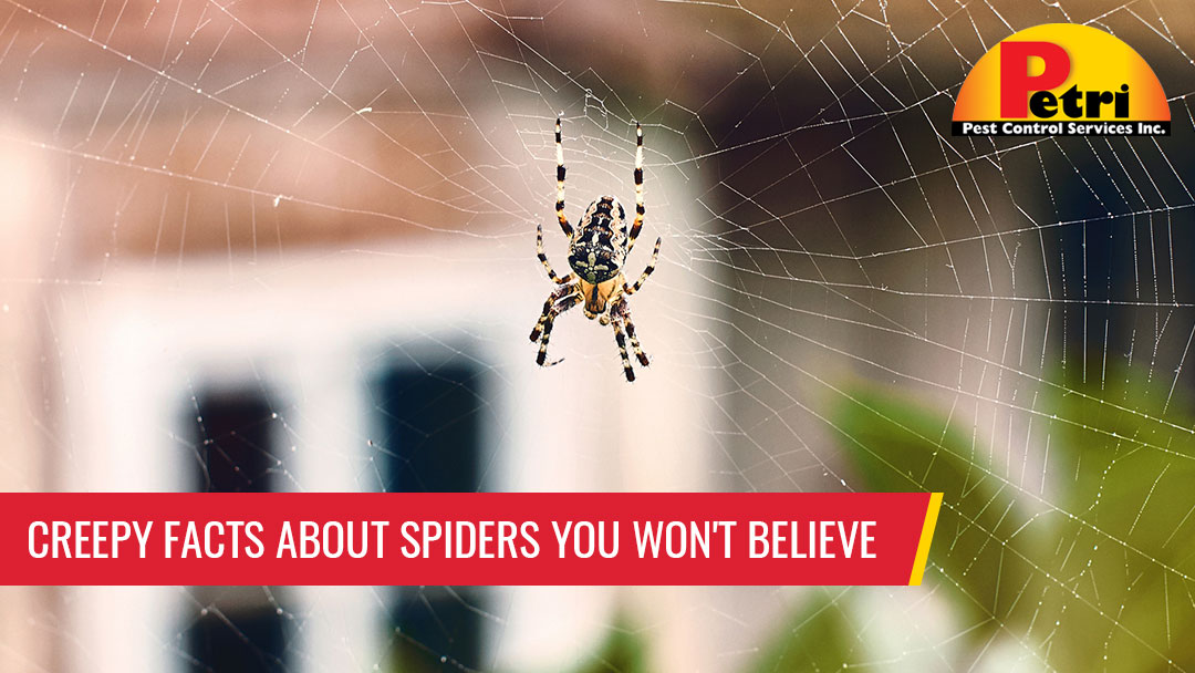 Creepy facts about spiders you won't believe - Pest control services in South Florida by Petri Pest Control