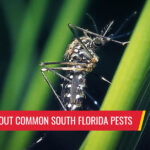 Scary facts about common South Florida pests - Pest control services in South Florida by Petri Pest Control