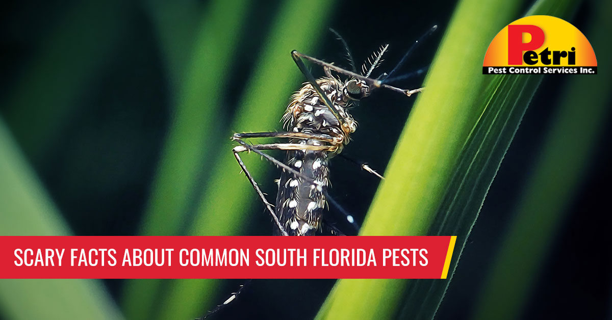 Scary Facts About Common South Florida Pests by Petri Pest Control in South Florida