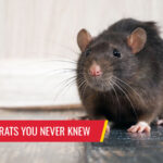 10 facts about rats you never knew - Pest control services in South Florida by Petri Pest Control