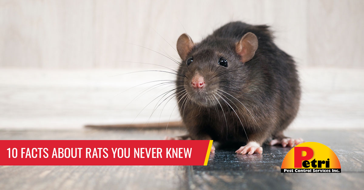 10 facts about rats you never knew - Pest control services in South Florida by Petri Pest Control