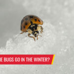 Where do all the bugs go in the winter? Pest control services in South Florida by Petri Pest Control