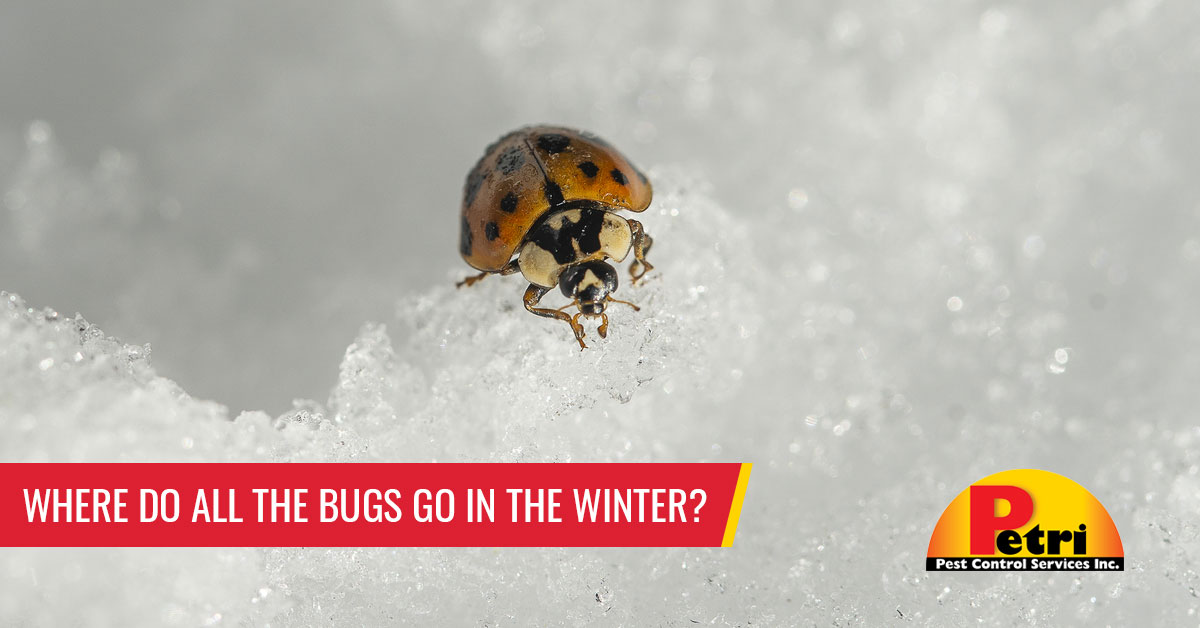 Where Do All The Bugs Go In The Winter? by Petri Pest Control in South Florida