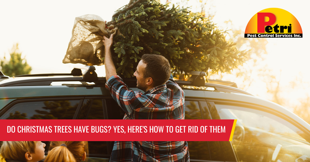 Do Christmas Trees Have Bugs? Yes, Here’s How To Get Rid Of Them by Petri Pest Control in South Florida