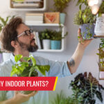 What's eating my indoor plants? - Pest control services in South Florida by Petri Pest Control