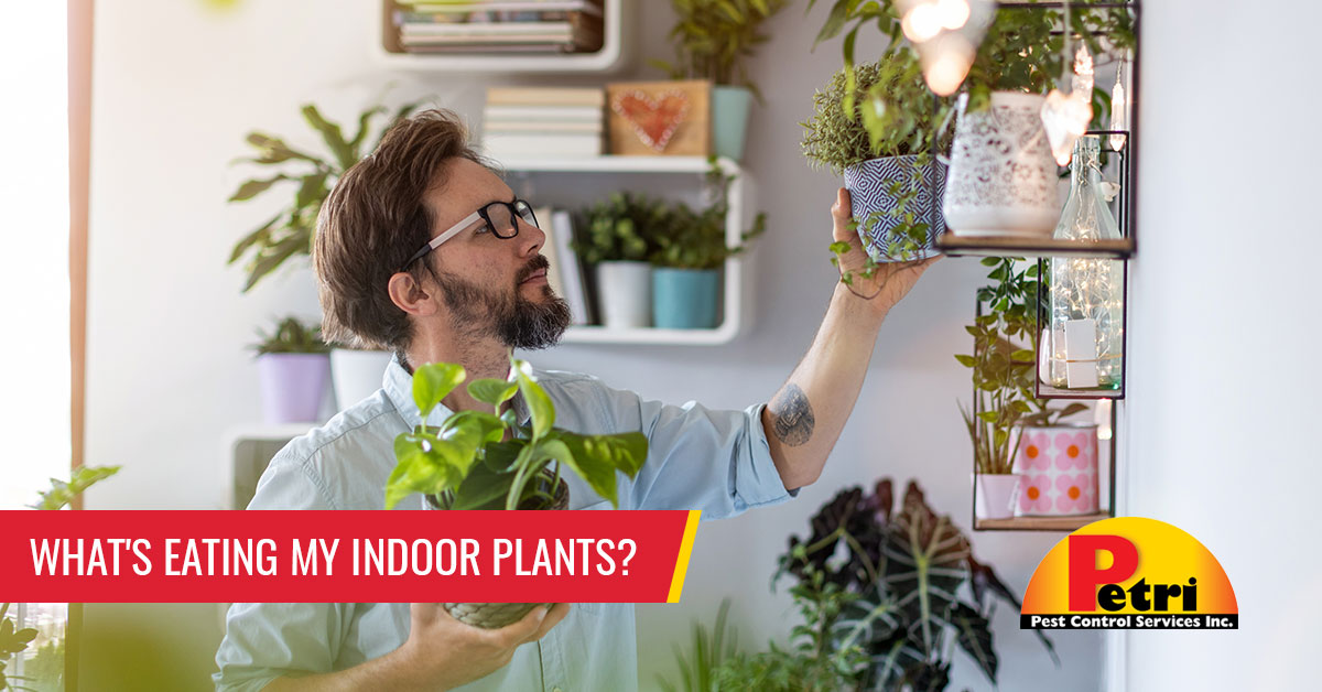 What’s Eating My Indoor Plants? How To Identify And Control Houseplant Pests by Petri Pest Control in South Florida