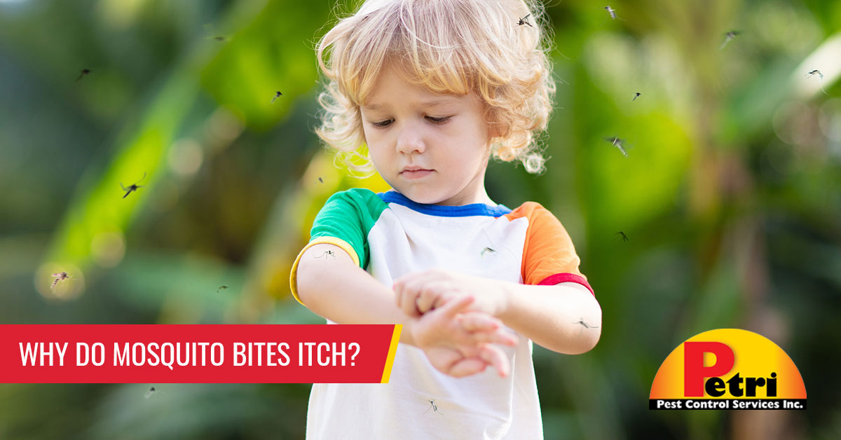 Why Do Mosquito Bites Itch? Your Guide To All The Questions You’ve Been Itching To Ask by Petri Pest Control in South Florida