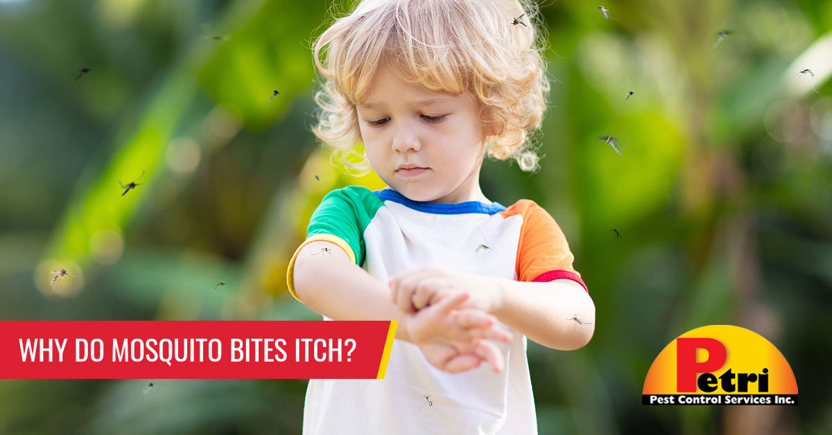 Why do mosquito bites itch? - Pest control services in South Florida by Petri Pest Control