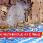 Termite Inspections: What to expect and how to prepare - Pest control services in South Florida by Petri Pest Control