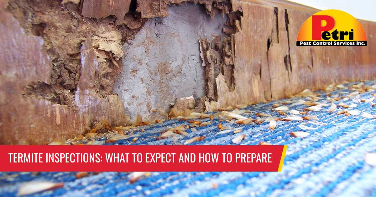 Termite Inspections: What to expect and how to prepare - Pest control services in South Florida by Petri Pest Control