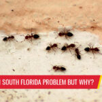 Ants, a common South Florida problem buy why? - Pest control services in South Florida by Petri Pest Control