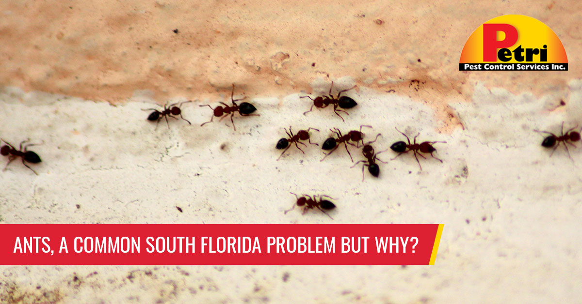 Ants, a common South Florida problem buy why? - Pest control services in South Florida by Petri Pest Control