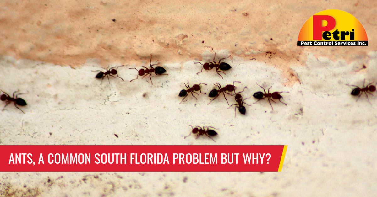 Ants, a common South Florida problem, but why?