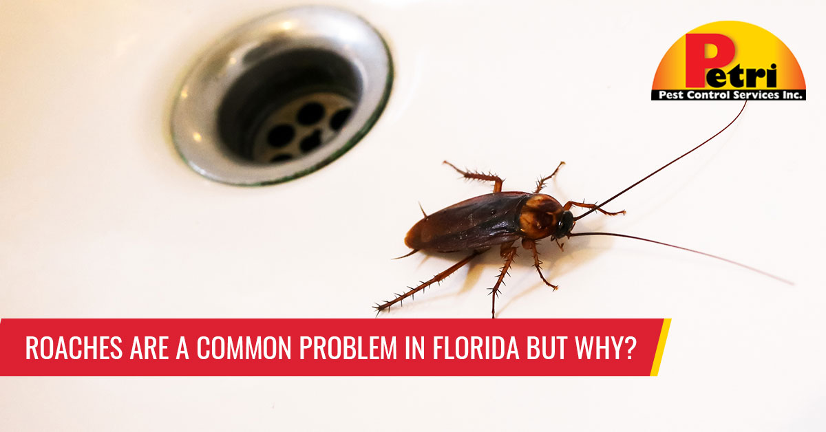 Roaches Are A Common Problem In Florida But Why? by Petri Pest Control in South Florida