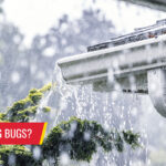 Does rain bring bugs? - Pest control services in South Florida by Petri Pest Control