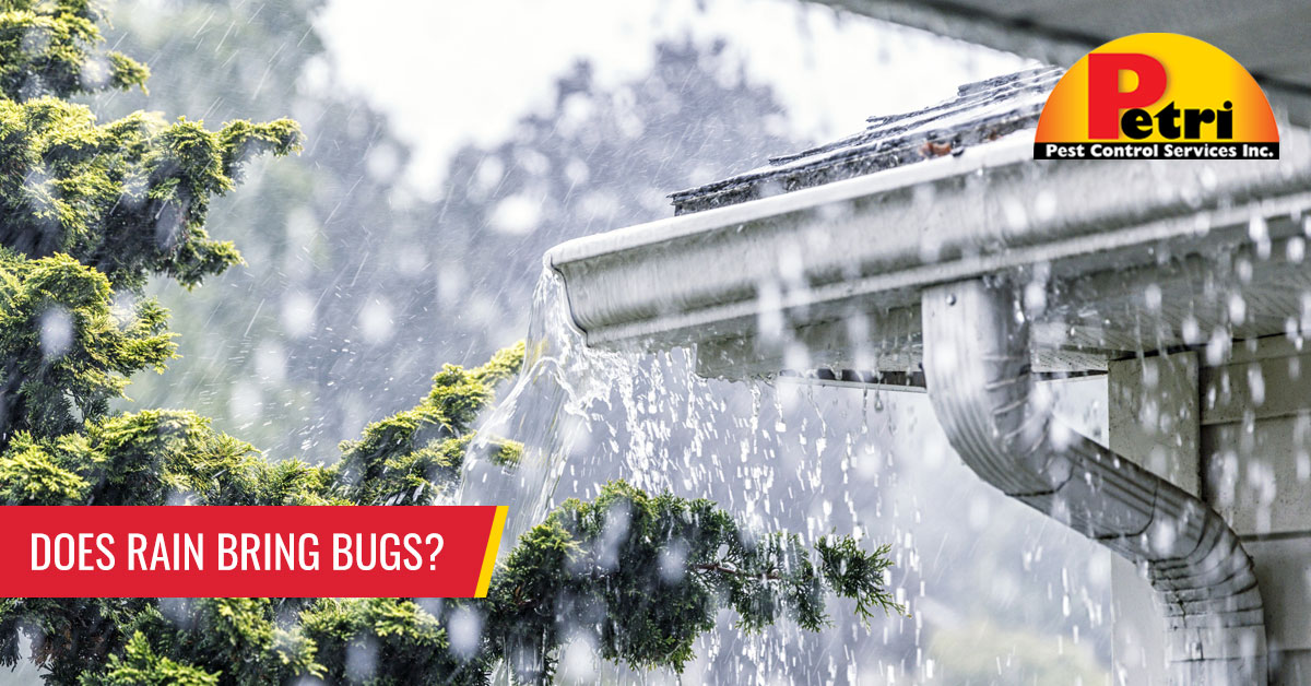 Does rain bring bugs? - Pest control services in South Florida by Petri Pest Control