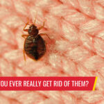 Bed bugs: Can you ever really get rid of them? - Pest control services in South Florida by Petri Pest Control