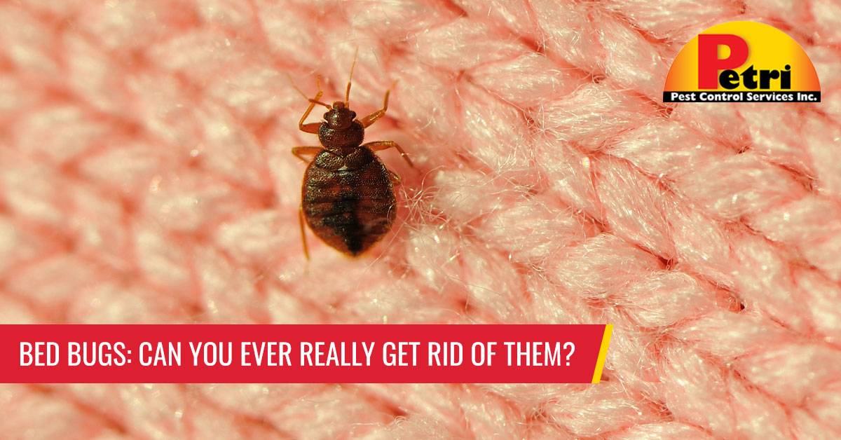 Bed Bugs: Can You Ever Really Get Rid Of Them? by Petri Pest Control in South Florida