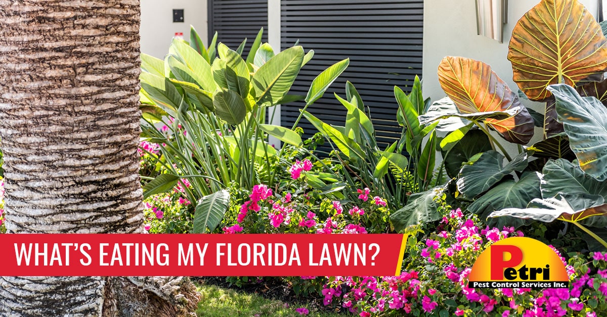 What's Eating MY Florida Lawn? Pest control services in South Florida by Petri Pest Control