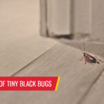 How to get rid of tiny black bugs - Pest control services in South Florida by Petri Pest Control