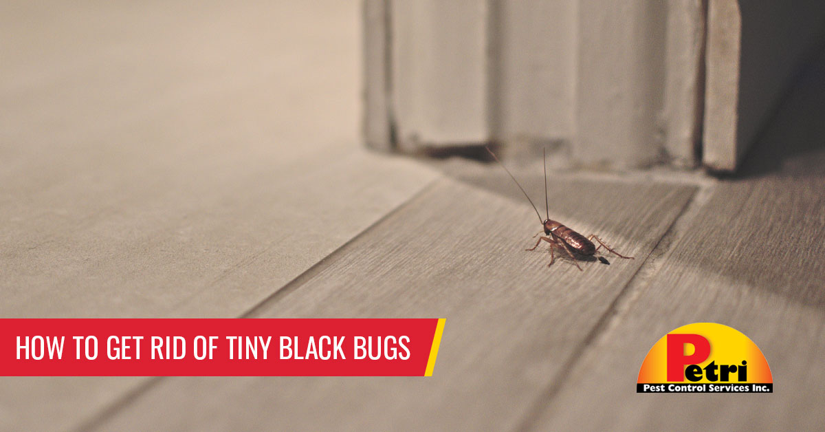 How to get rid of tiny black bugs - Pest control services in South Florida by Petri Pest Control