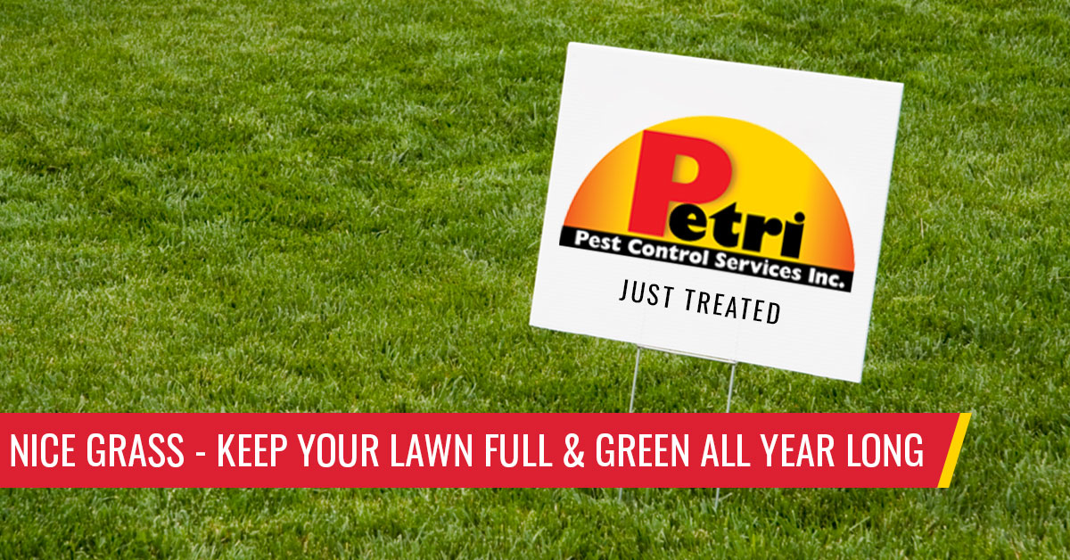 Nice Grass – How To Keep Your Lawn Full & Green All Year Long by Petri Pest Control in South Florida