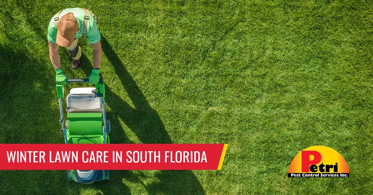 Winter lawn care in South Florida - Pest control services in South Florida by Petri Pest Control