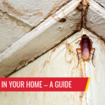 How pests get i your home - a guide by Petri Pest Control in South Florida