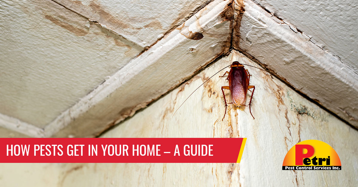 How Pests Get In Your Home – A Guide by Petri Pest Control in South Florida