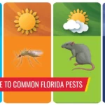 Seasonal guide to common Florida pests - Pest control services in South Florida by Petri Pest Control