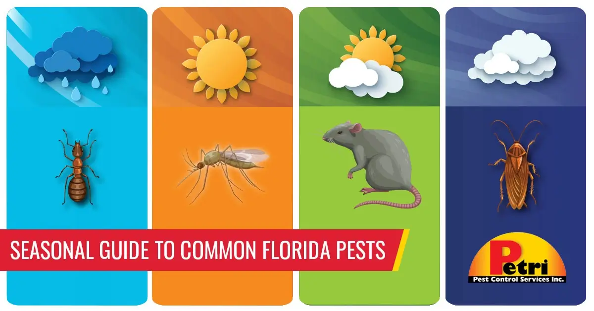 Seasonal guide to common Florida pests - Pest control services in South Florida by Petri Pest Control