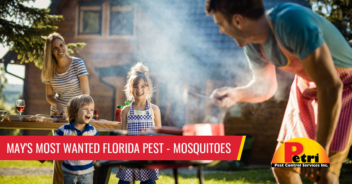 May's most wanted Florida pest: mosquitoes - Pest control services in South Florida by Petri Pest Control