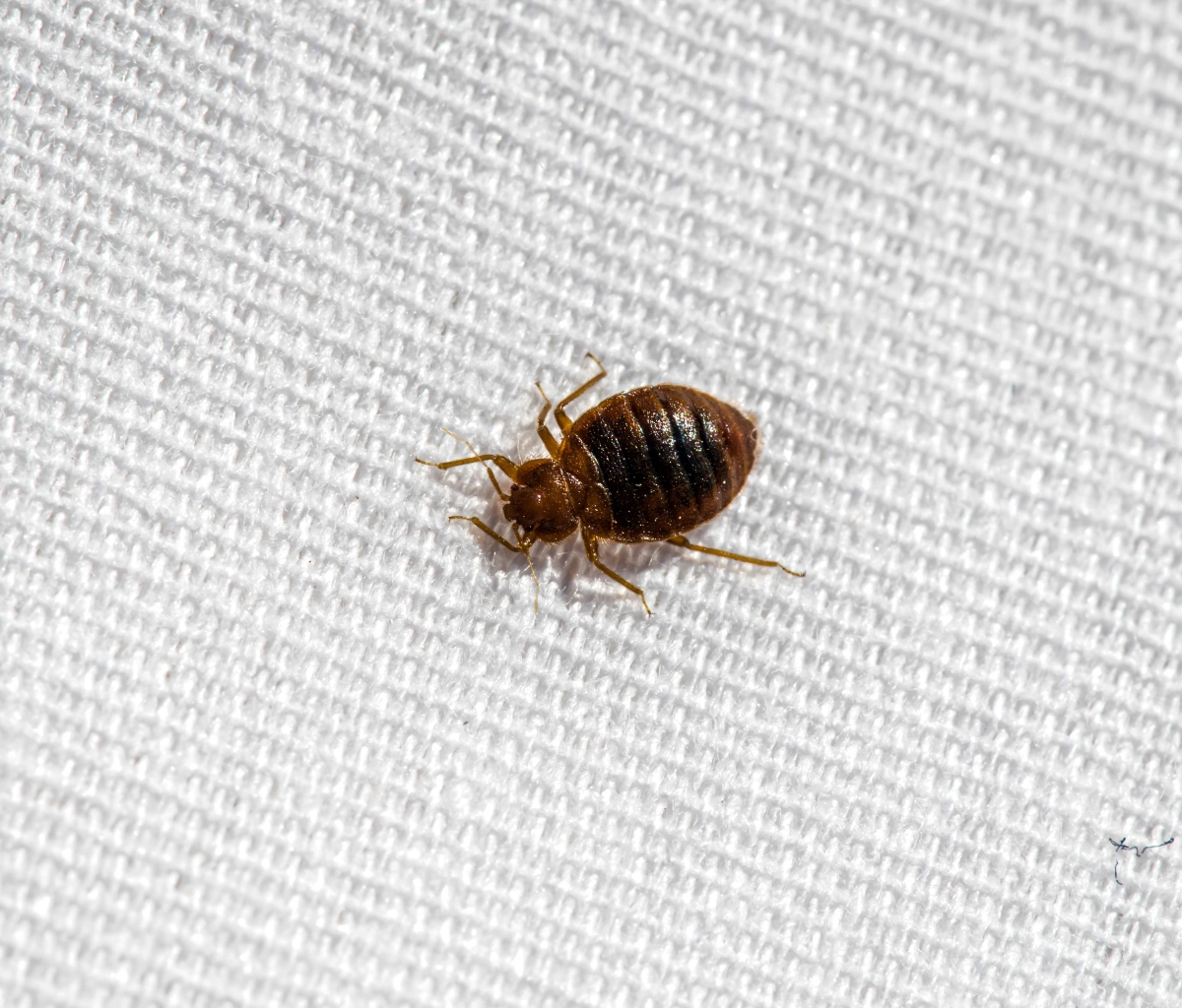 Bed Bug extermination services by Petri Pest Control in South Florida