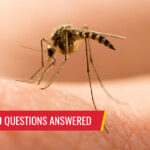 Your mosquito questions answered - Pest control services in South Florida by Petri Pest Control